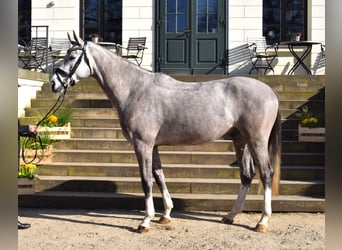 Sang-chaud Mecklembourg, Hongre, 4 Ans, 167 cm, Gris