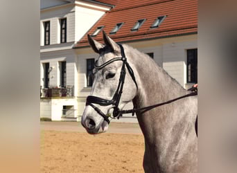 Sang-chaud Mecklembourg, Hongre, 4 Ans, 167 cm, Gris