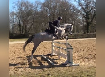 Sang-chaud Mecklembourg, Hongre, 4 Ans, 167 cm, Gris