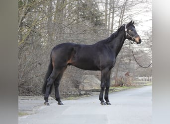 Sang-chaud Mecklembourg, Hongre, 4 Ans, 170 cm, Bai brun
