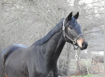 Sang-chaud Mecklembourg, Hongre, 4 Ans, 170 cm, Bai brun