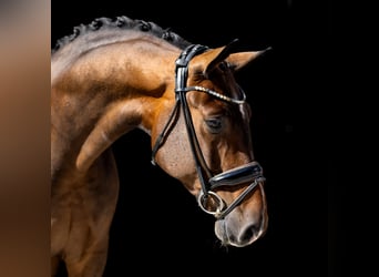 Sang-chaud Mecklembourg, Hongre, 5 Ans, 166 cm, Bai brun