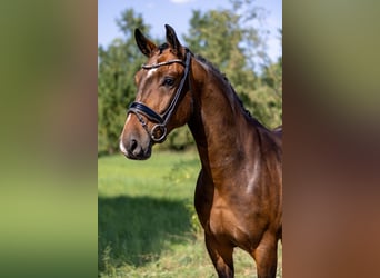 Sang-chaud Mecklembourg, Hongre, 5 Ans, 166 cm, Bai brun