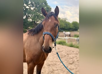 Sang-chaud Mecklembourg, Hongre, 5 Ans, 167 cm, Bai brun