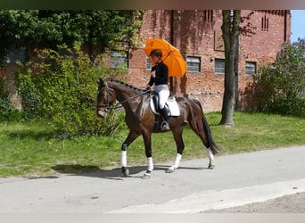 Sang-chaud Mecklembourg, Hongre, 5 Ans, 172 cm, Bai brun