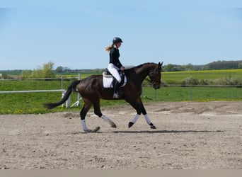 Sang-chaud Mecklembourg, Hongre, 5 Ans, 172 cm, Bai brun