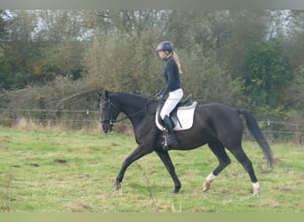 Sang-chaud Mecklembourg, Hongre, 6 Ans, 160 cm, Noir