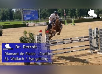 Sang-chaud Mecklembourg, Hongre, 6 Ans, 170 cm, Alezan