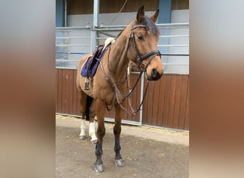 Sang-chaud Mecklembourg, Hongre, 6 Ans, 170 cm