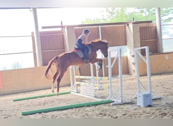 Sang-chaud Mecklembourg, Hongre, 6 Ans, 175 cm, Alezan