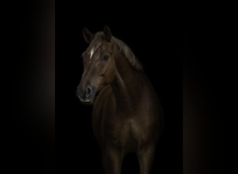 Sang-chaud Mecklembourg, Hongre, 7 Ans, 168 cm, Alezan brûlé