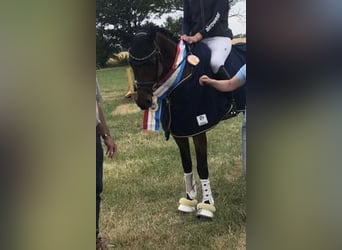 Sang-chaud Mecklembourg, Hongre, 7 Ans, 168 cm, Bai