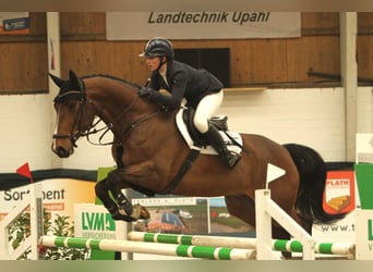 Sang-chaud Mecklembourg, Hongre, 7 Ans, 170 cm, Bai