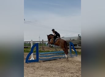 Sang-chaud Mecklembourg, Hongre, 7 Ans, 176 cm, Alezan brûlé