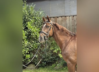 Sang-chaud Mecklembourg, Hongre, 8 Ans, 166 cm