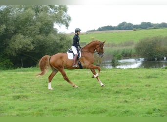 Sang-chaud Mecklembourg, Hongre, 8 Ans, 178 cm, Alezan