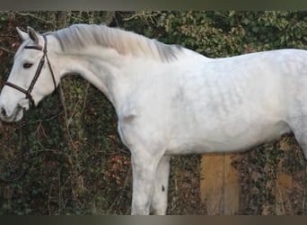 Sang-chaud Mecklembourg, Hongre, 8 Ans, 179 cm, Gris