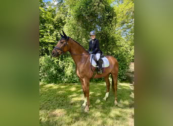 Sang-chaud Mecklembourg, Hongre, 9 Ans, 168 cm, Alezan