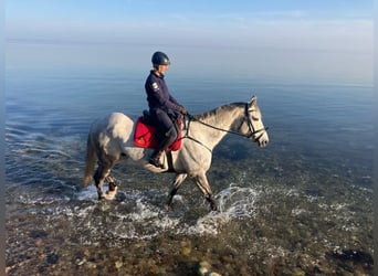 Sang-chaud Mecklembourg, Hongre, 9 Ans, 179 cm, Gris
