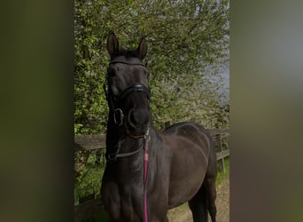 Sang-chaud Mecklembourg, Jument, 10 Ans, 165 cm, Noir