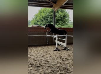 Sang-chaud Mecklembourg, Jument, 10 Ans, 165 cm, Noir