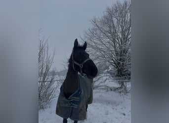 Sang-chaud Mecklembourg, Jument, 10 Ans, 165 cm, Noir