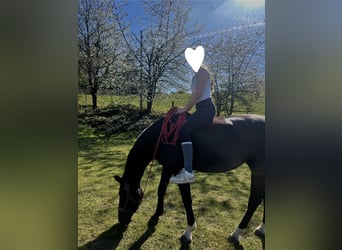 Sang-chaud Mecklembourg, Jument, 10 Ans, 165 cm, Noir