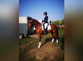 Sang-chaud Mecklembourg, Jument, 10 Ans, 167 cm, Alezan