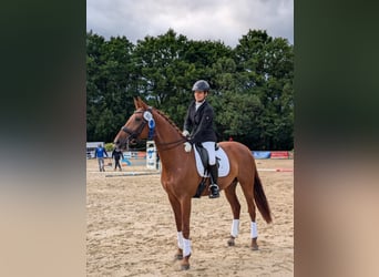 Sang-chaud Mecklembourg, Jument, 10 Ans, 167 cm, Alezan