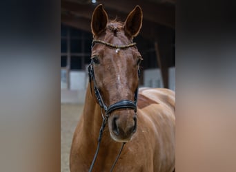 Sang-chaud Mecklembourg, Jument, 10 Ans, 167 cm, Alezan