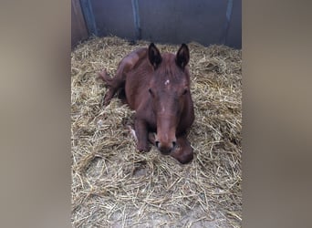 Sang-chaud Mecklembourg, Jument, 10 Ans, 168 cm, Alezan