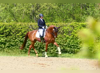 Sang-chaud Mecklembourg, Jument, 10 Ans, 168 cm, Alezan