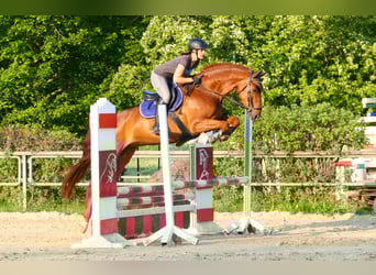 Sang-chaud Mecklembourg, Jument, 10 Ans, 168 cm, Alezan