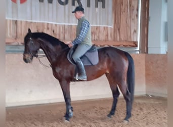 Sang-chaud Mecklembourg, Jument, 10 Ans, 168 cm, Bai