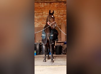 Sang-chaud Mecklembourg, Jument, 10 Ans, 175 cm, Bai brun