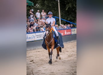 Sang-chaud Mecklembourg, Jument, 11 Ans, 163 cm, Bai