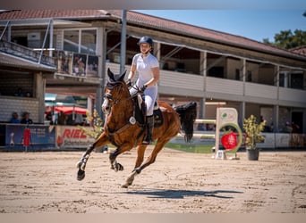 Sang-chaud Mecklembourg, Jument, 11 Ans, 163 cm, Bai