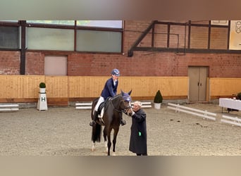 Sang-chaud Mecklembourg, Jument, 12 Ans, 172 cm, Bai brun