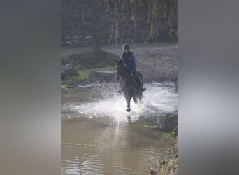 Sang-chaud Mecklembourg, Jument, 13 Ans, 170 cm, Bai