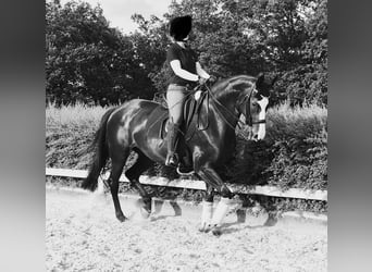 Sang-chaud Mecklembourg, Jument, 14 Ans, 163 cm, Noir