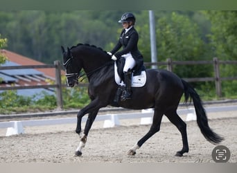 Sang-chaud Mecklembourg, Jument, 14 Ans, 180 cm, Noir