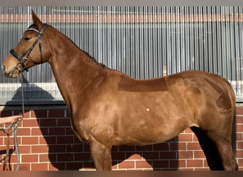 Sang-chaud Mecklembourg, Jument, 16 Ans, 166 cm, Rouan bleu