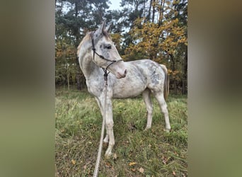 Sang-chaud Mecklembourg, Jument, 2 Ans, 165 cm, Blanc