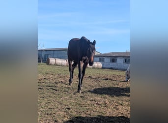 Sang-chaud Mecklembourg, Jument, 2 Ans, 170 cm, Bai