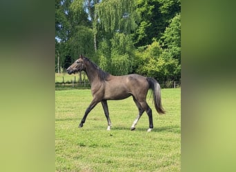 Sang-chaud Mecklembourg, Jument, 2 Ans, 172 cm