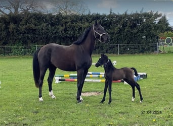 Sang-chaud Mecklembourg, Jument, 2 Ans, Peut devenir gris