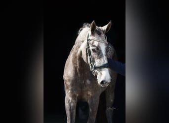Sang-chaud Mecklembourg, Jument, 3 Ans, 167 cm, Gris
