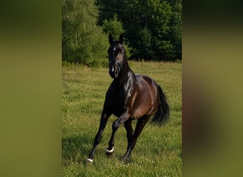 Sang-chaud Mecklembourg, Jument, 3 Ans, 170 cm, Bai brun foncé