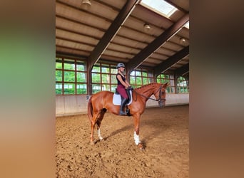 Sang-chaud Mecklembourg, Jument, 3 Ans, 172 cm, Alezan