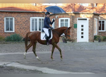 Sang-chaud Mecklembourg, Jument, 4 Ans, 160 cm, Alezan